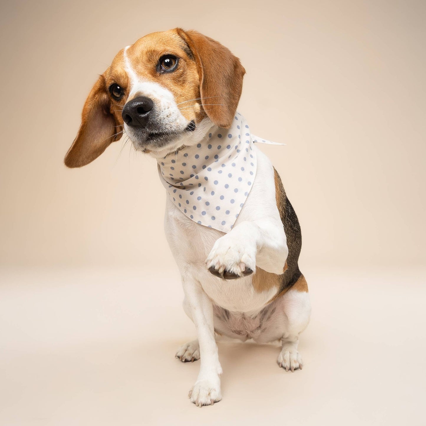 Shimmer & Co. Polka Dot Blue Dog Bandana