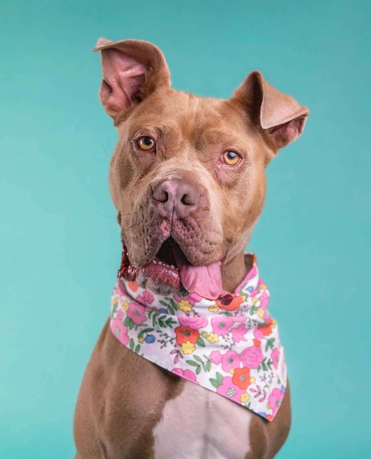 Shimmer & Co. Blossom Dog Bandana
