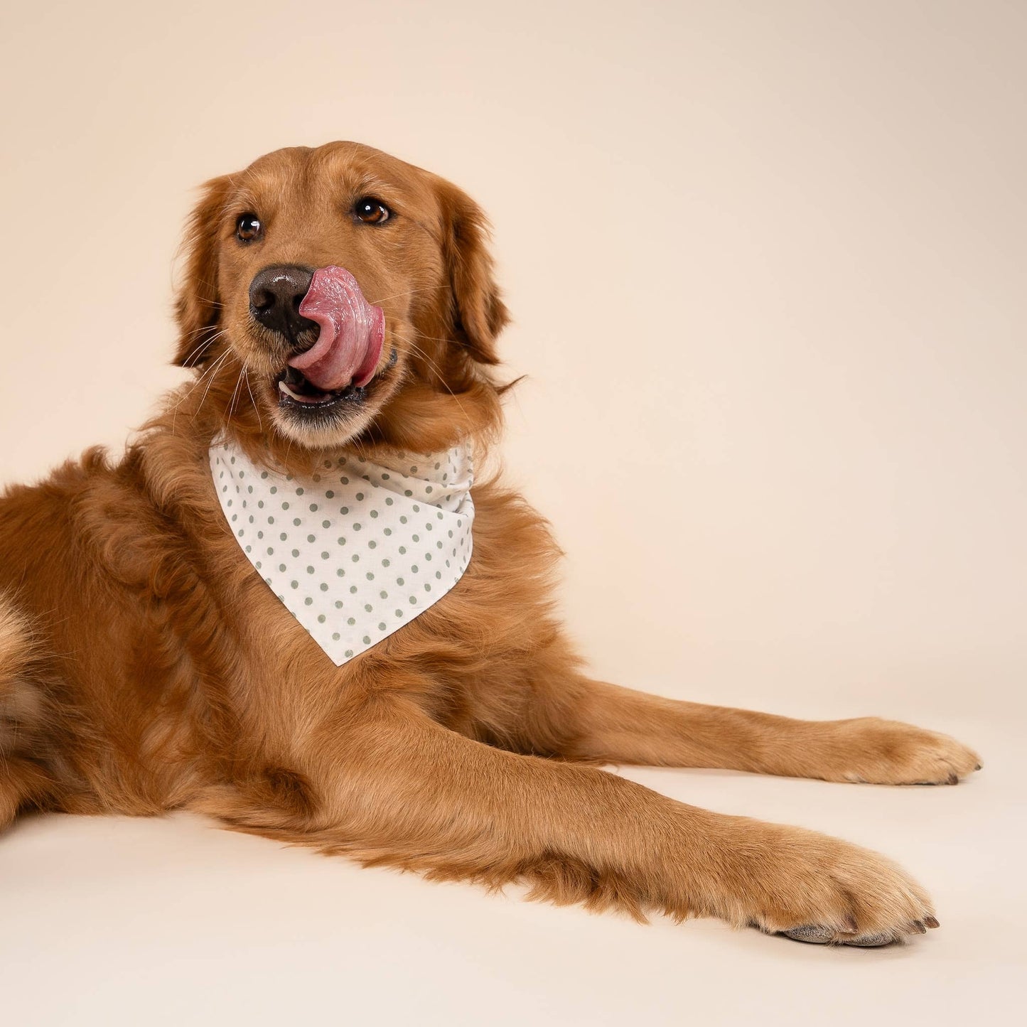 Shimmer & Co. Polka Dot Green Dog Bandana