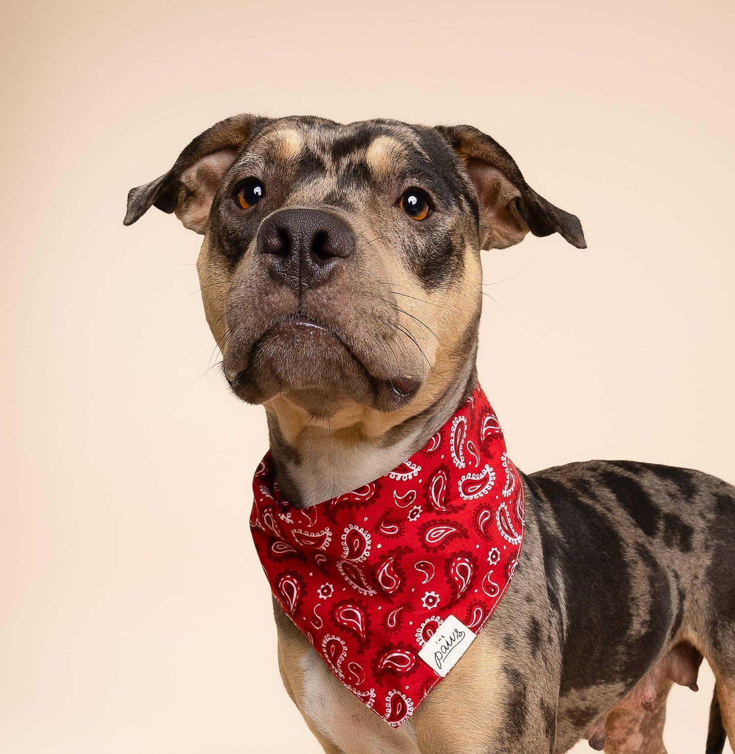 Shimmer & Co. Dallas Dog Bandana