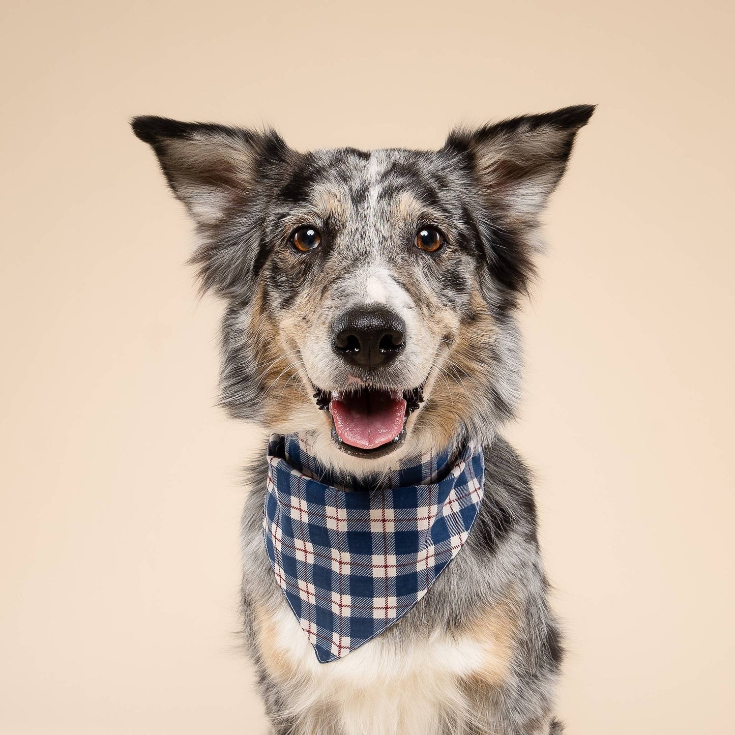 Shimmer & Co. Apres Winter Dog Bandana