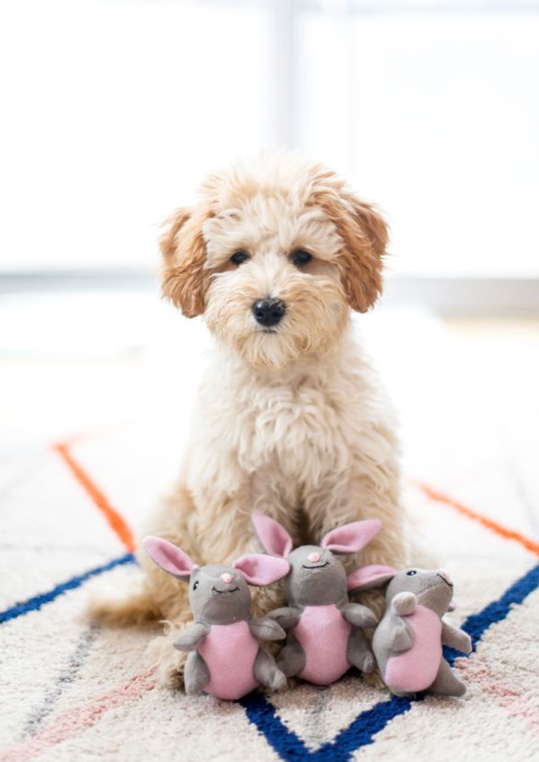 Zippy Burrow - Bunny 'n Carrot - Dog Toy