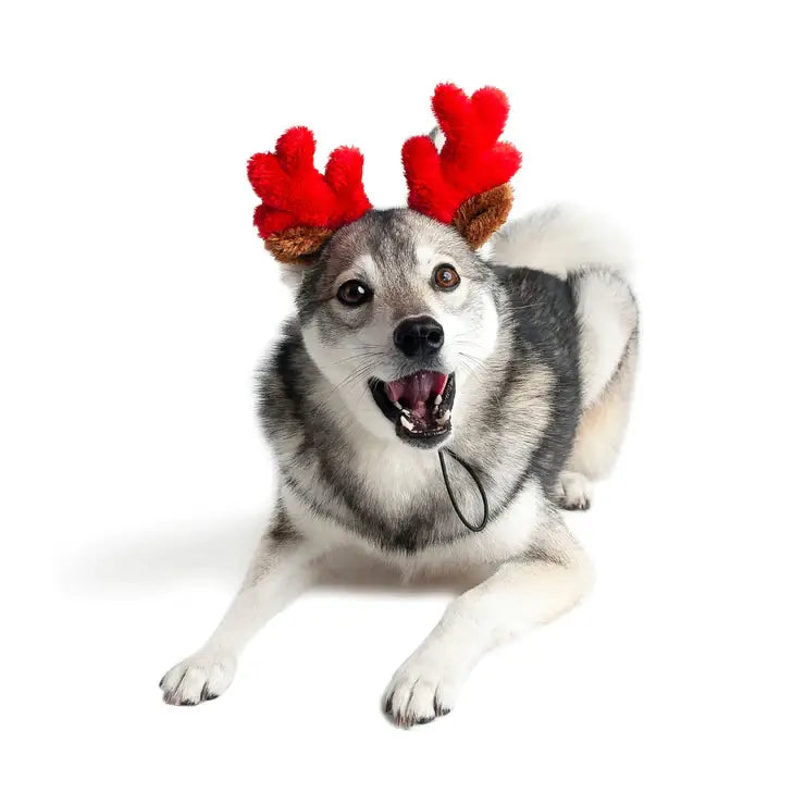 Christmas Reindeer Small Dog Antlers