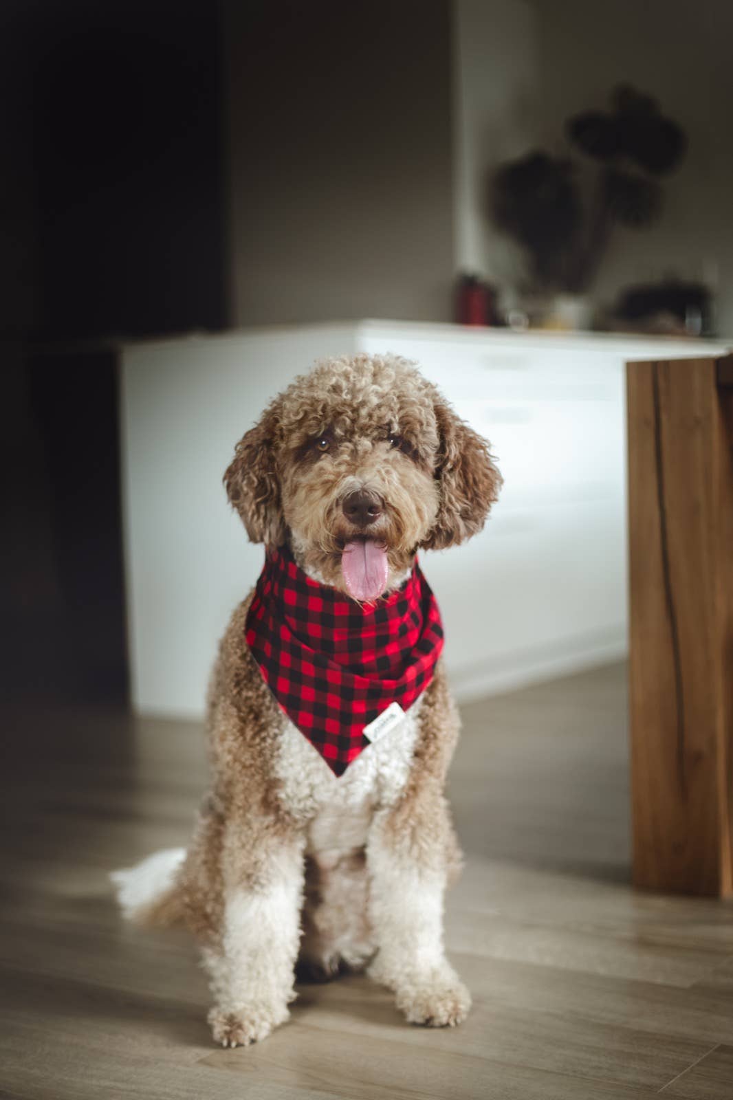Shimmer & Co. Whiskey Dog Bandana