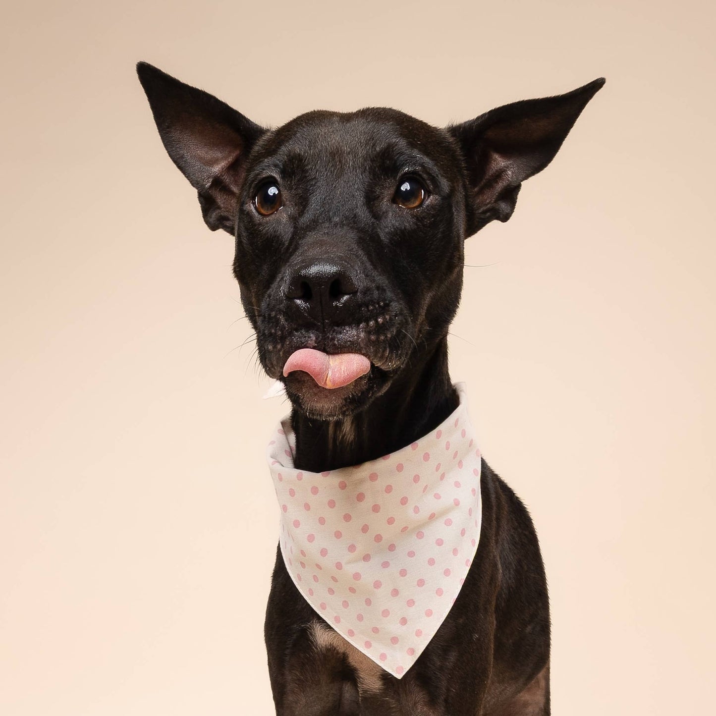 Shimmer & Co. Polka Dot Pink Dog Bandana