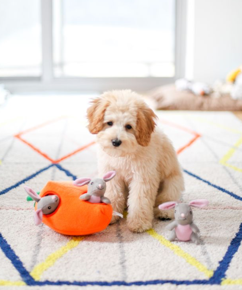 Zippy Burrow - Bunny 'n Carrot - Dog Toy