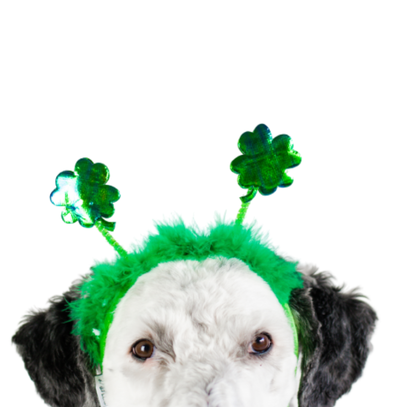 St. Patrick's Day Shamrock Dog Headband