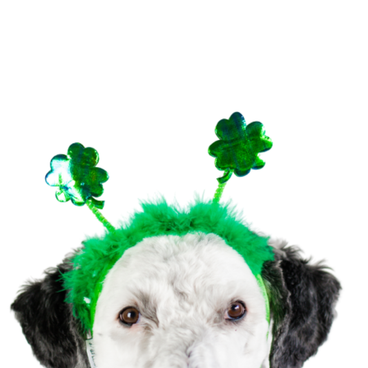 St. Patrick's Day Shamrock Dog Headband