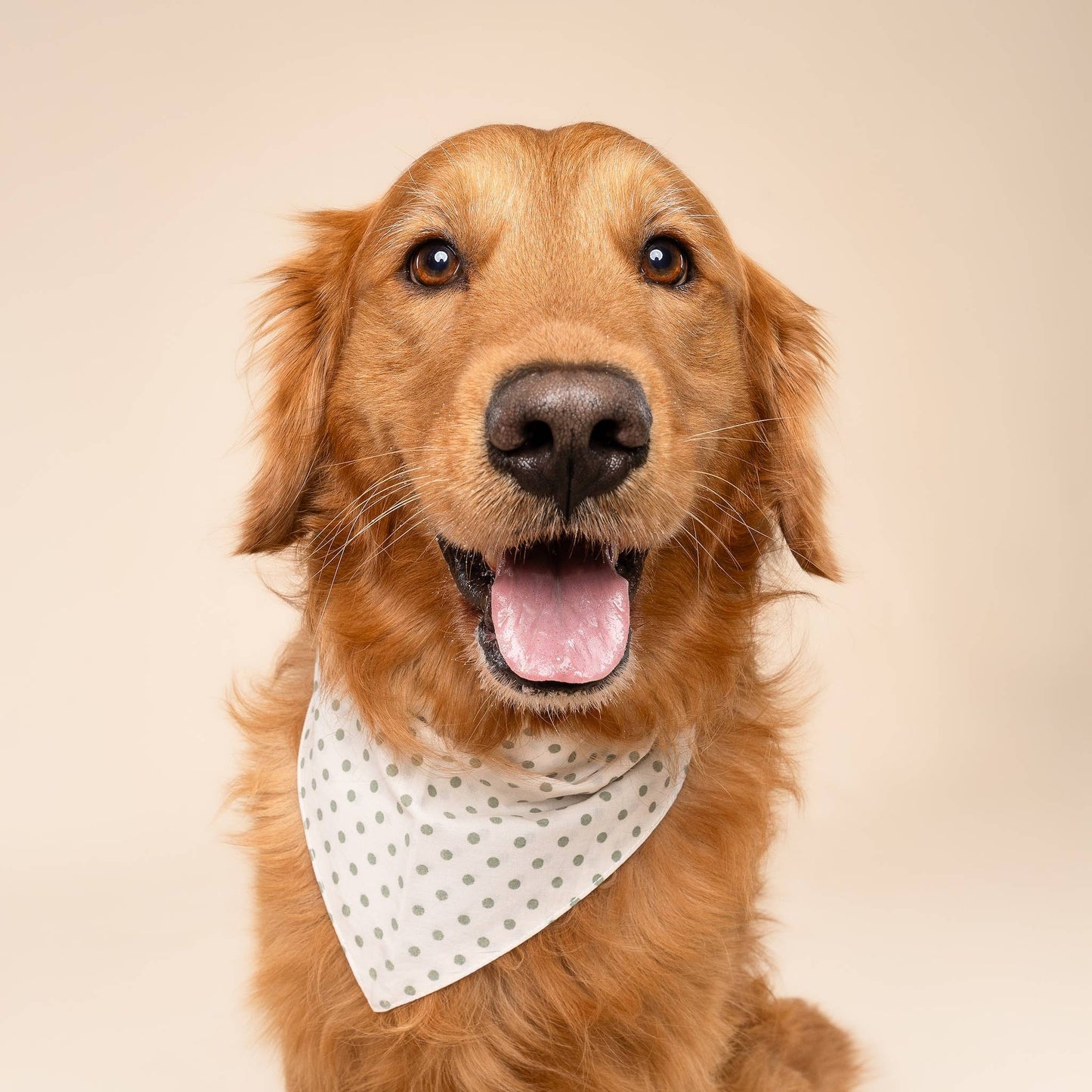 Shimmer & Co. Polka Dot Green Dog Bandana